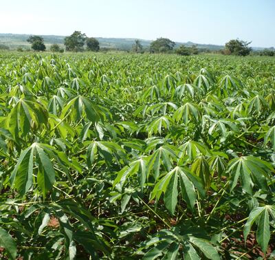 El cultivo de mandioca, es una buena alternativa para el productor nacional.