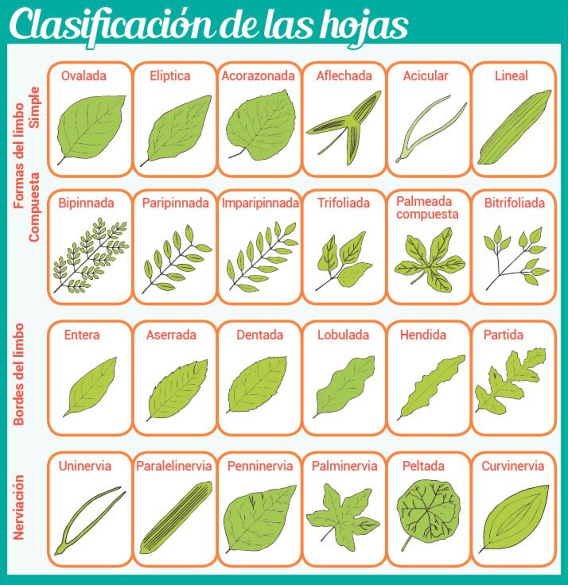 tipos de hojas simples y compuestas