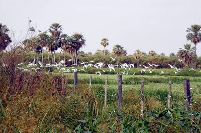 El trabajo presentado se trata de rememorar un paisaje chaqueño con la utilización de nuestra palmera karanda’y y se complementa con plantas exóticas.