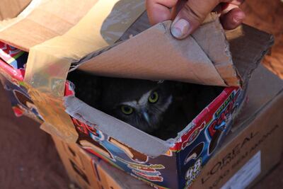 Incautan animales silvestres y exóticos en el Mercado 4.