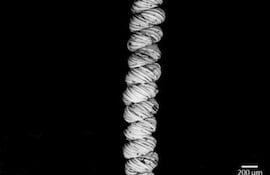 musculo-103615000000-1050359.jpg