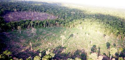 Operativos policiales y fiscales corroboraron tala ilegal dentro de la reserva Morombi.