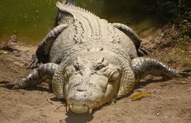 cocodrilo-62743000000-1414763.jpg
