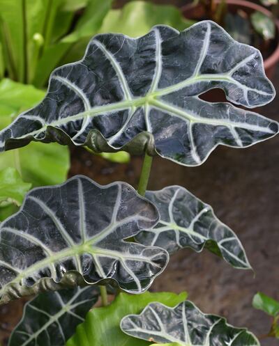 /pf/resources/images/abc-placeholder.png?d=2429