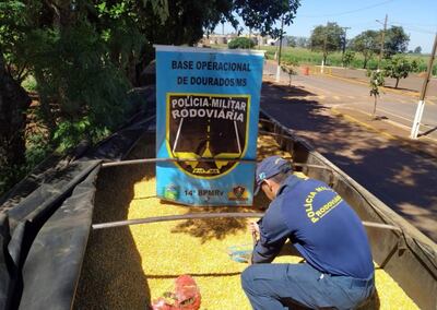 Un agente de la Policía Rodoviaria del Brasil revisa la carga de maíz, en cuyo fondo estaban los paquetes de marihuana.