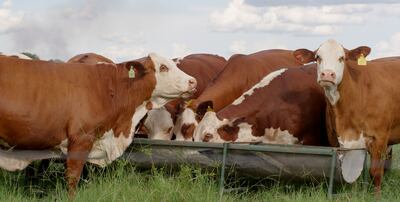 Línea especial de balanceados, complementa al forraje chaqueño para alimentación.