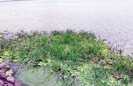 en-las-orillas-del-lago-formado-por-el-arroyo-tacuary-se-pueden-observar-las-algas--233150000000-548695.jpg