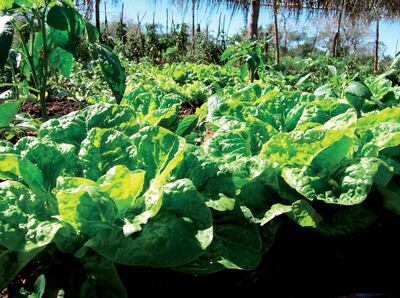 Imagen sin descripción