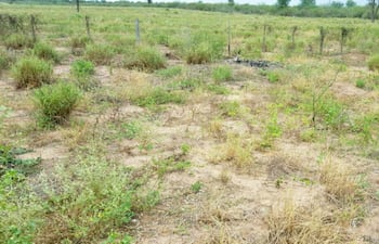 delitos-ambientales-fueron-constatados-por-una-comitiva-fiscal-policial-en-la-estancia-imbu-iii-en-el-chaco-propiedad-de-un-ciudadano-brasileno--235932000000-1467393.jpg