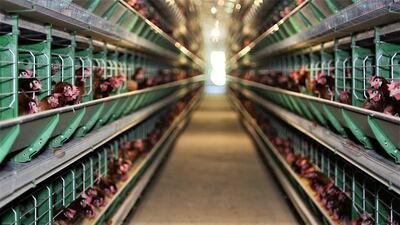 Mientras mejores condiciones se brinden a las aves, mejor es su rendimiento. Por esta razón, la industria invierte constantemente en tecnologías de innovación.