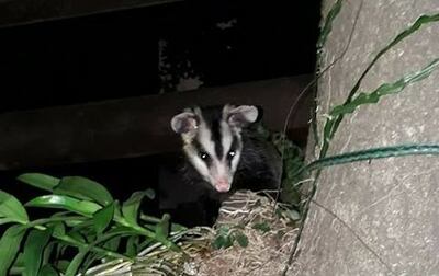 Imagen sin descripción