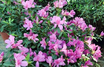azaleas-destellan-sus-colores-en-macetas-y-jardines-en-setiembre-una-inmensa-variedad-de-flores-y-plantas-con-precios-accesibles-se-expondran-en-la-201904000000-1622542.jpg
