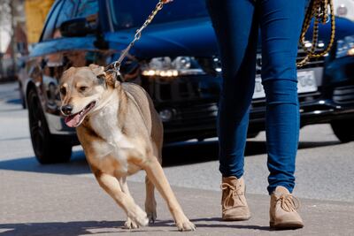 Jalar del cuello no es lo mejor para educar a un perro.
