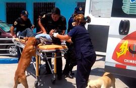 perros-peru-82853000000-1538589.jpg