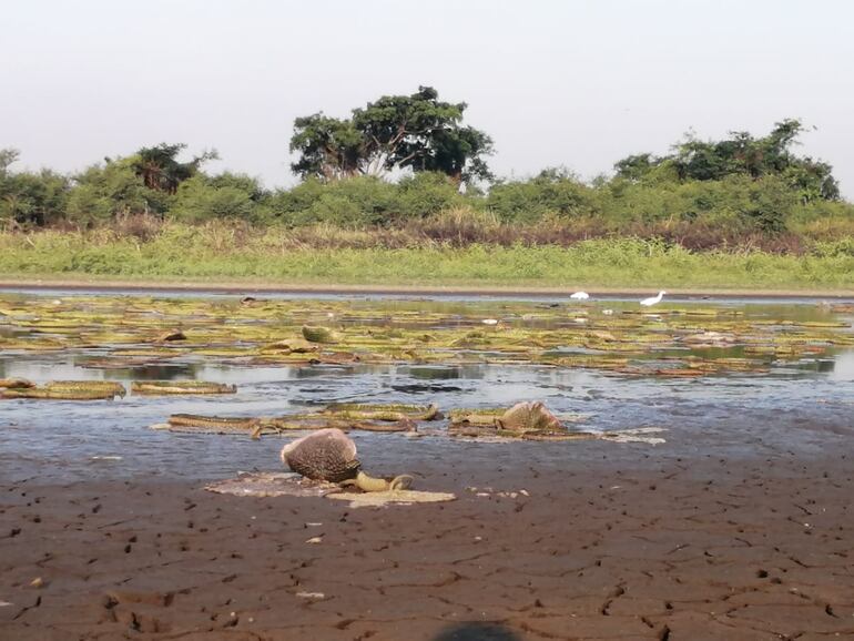 Los yacaré yrupê, sobreviviendo apenas por la falta de agua.
