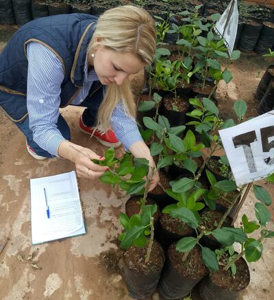 Esta técnica permite contar con plantas sanas y de alto rendimiento.