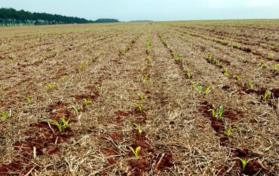 Plantitas de  maíz ya emergen en los primeros cultivos de zafriña.