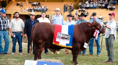 Santa Gertrudis. Gran Campeón.