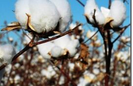 el-algodon-como-rubro-alternativo-para-la-diversificacion-de-rubros-en-la-agricultura-familiar-105732000000-1558707.jpg