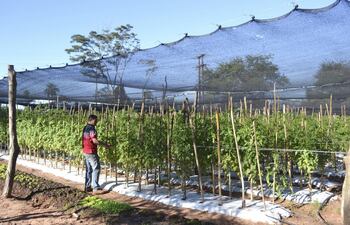motivado-por-la-demanda-en-el-mercado-el-productor-sebastian-galeano-oriundo-de-san-estanislao-aposto-este-ano-al-cultivo-de-tomates-organicos-cuy-203457000000-1467261.jpg