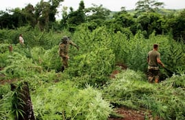 trabajo-esteril-lucha-contra-el-cultivo-de-la-marihuana-en-el-norte-195452000000-1575372.jpg
