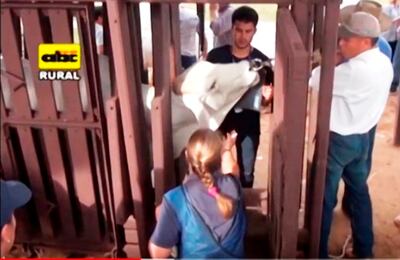 Problemas que plantea el prognatismo en  bovinos.