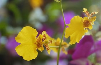 las-orquideas-oncidium-crecen-y-dan-flores-amarillas-que-se-asemejan-a-bailarinas-por-su-aspecto-estas-bellas-especies-crecen-en-sitios-a-media-somb-204052000000-1522074.jpg