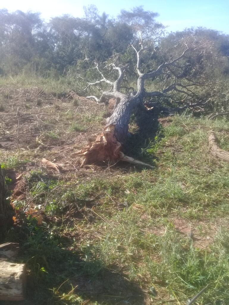 Un árbol derribado por las ráfagas de viento durante el temporal registrado el lunes.
