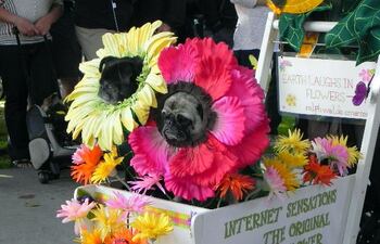 unos-perros-disfrazados-como-flores-participaron-en-el-desfile-de-mascotas-de-long-beach-los-ngeles-efe-211149000000-619787.jpg
