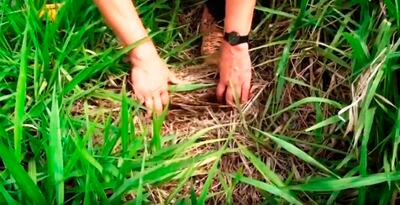 El pastoreo Voisin mejora la producción y usa mejor  los recursos naturales.