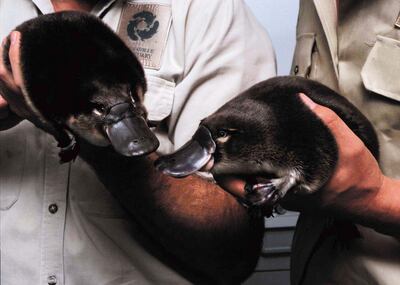 Dos ornitorrincos australianos.