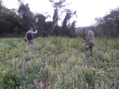 Destruyen cuatro hectáreas de Marihuana en Caaguazú