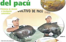 reproduccion-del-pacu-72501000000-1709616.jpg