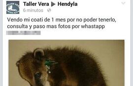 venta-de-coati-hendyla-141548000000-1158764.jpg