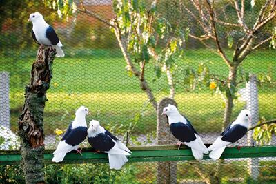 /pf/resources/images/abc-placeholder.png?d=2421