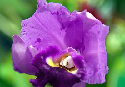 Conferencia Internacional y Exposición de Orquídeas en el Centro Paraguayo de Ingenieros será en agosto.