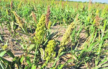 produccion-de-sorgo-en-el-chaco-100313000000-1439399.JPG