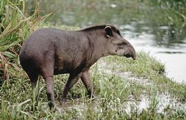 tapir-85141000000-1029965.jpg