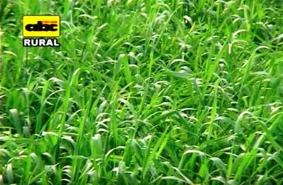 En la siembra de trigo, es importante atender a  la recomendaciones  técnicas