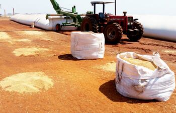 Según un economista, para obtener las ganancias que esperan los proyectistas del impuesto a los granos de soja se debe plantar dicho producto en lo equivalente a toda la Región Oriental.