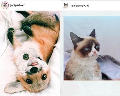 “Juniperfoxx” y "Grumpy cat" son peludos que se volvieron celebridades en la red por su tierno aspecto.