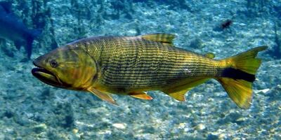 Peces afectados por agrotóxicos.