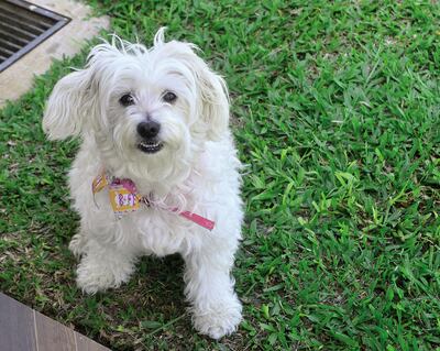 Perritos bien vacunados