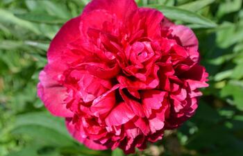 entre-las-flores-mas-bellas-se-crecen-en-alemania-estan-las-rosas-de-pentecostes-o-peonias-cuyo-nombre-cientifico-es-paeonia-suffruticosa-se-origino-203838000000-1601669.jpg