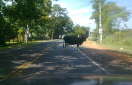 vaca-en-ruta-93650000000-508589.JPG