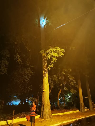 Beto, impaciente, espera que Isabel sea rescatada. La mujer quedó "atorada" en un árbol de eucalipto, a 20 metros de altura.