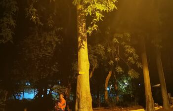 Beto, impaciente, espera que Isabel sea rescatada. La mujer quedó "atorada" en un árbol de eucalipto, a 20 metros de altura.