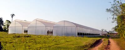 Varios invernaderos fueron construidos en la quinta de Miguel Ángel Robles, asesor del gobernador Hugo Javier González (colorado cartista).