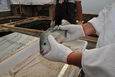 La tilapia es una especie muy utilizada para la producción intensiva por su conversión de carne.