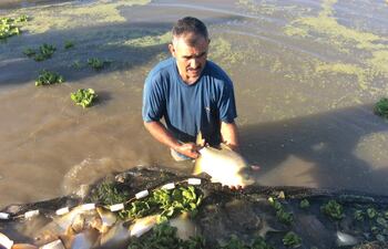 desarrollo-sostenible-de-la-piscicultura-en-el-paraguay-75203000000-1785254.JPG
